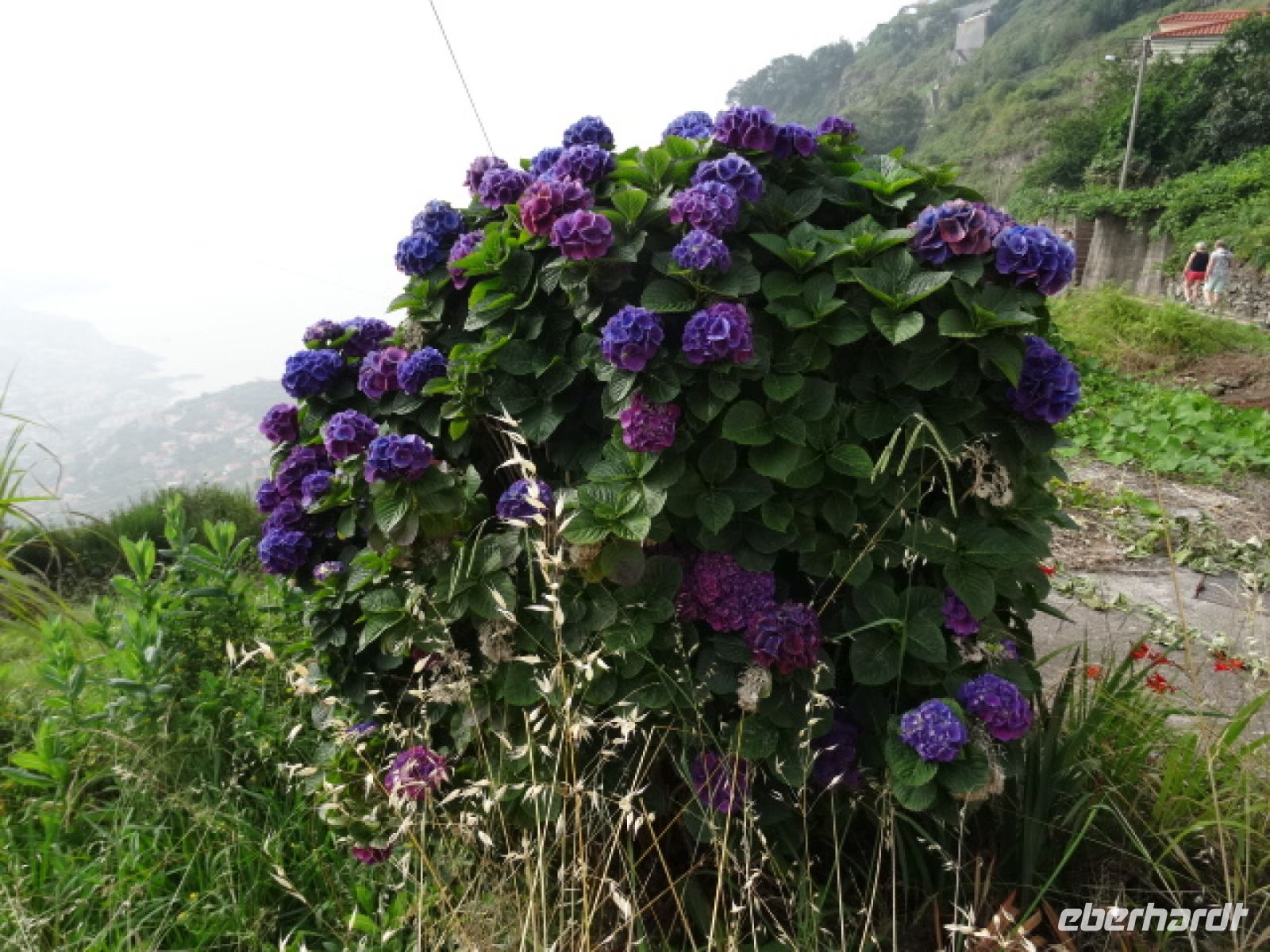 Hortensien an der Levada