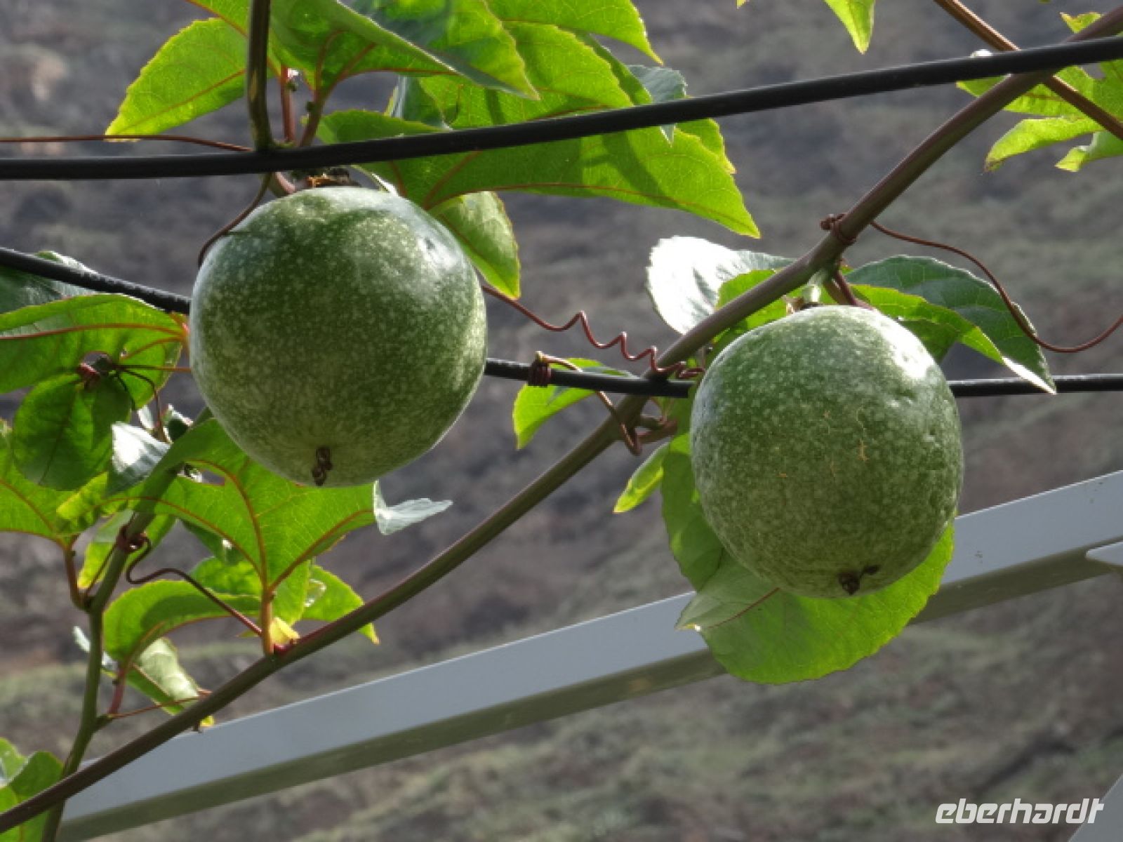 Maracuja im Garten Eden in Faja dos Padres