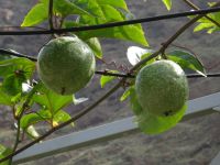 Maracuja im Garten Eden in Faja dos Padres