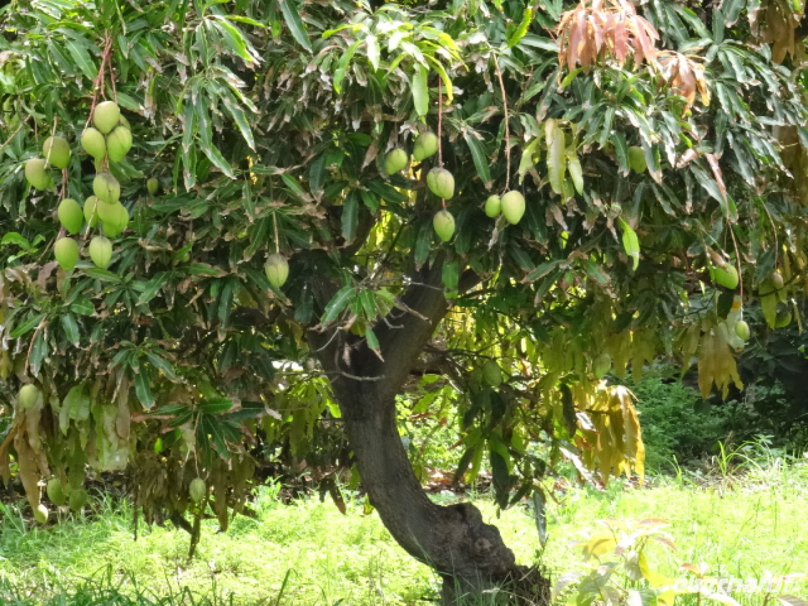 ein Mango Baum