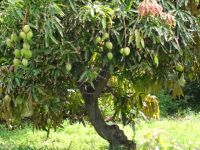 ein Mango Baum