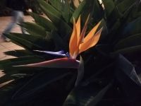 Strelizie im Hotelgarten