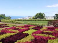 Botanische Garten inn Funchal - Blumenteppich 