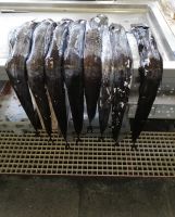 Funchal - Markthalle - Degenfisch