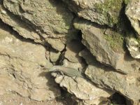 Botanischer Garten Funchal - der kleine Besucher