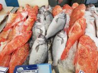 Fisch, Fisch, Fisch....