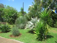 Funchal - Botanischer Garten - ganz besondere Palmenarten