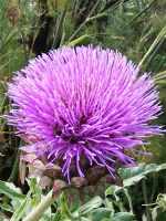 Botanischer Garten - man siegt jede Nadel