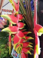 Funchal Markthalle - Blumen