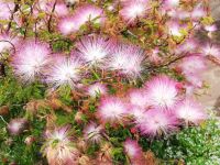 Funchal - Botanischer Garten - Calliandra eriophylla