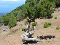 Etwas verkrümmt - aber ich wachse gerade