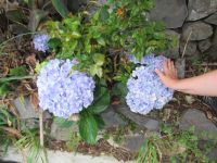 Ist die Blume zu groß oder Hand zu klein?