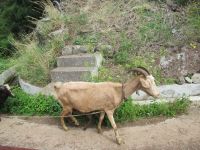 Levada do Marocos - und die Ziegen wandern hier auch ...