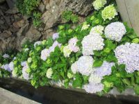 Hortensien wo das Auge reicht