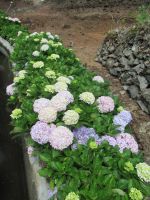 Hortensien wo das Auge reicht