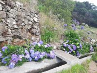 Marocos Wanderung - umsäumt von Hortensien