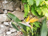 Strelitzie auf dem Rande der Levada