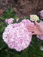 Levada dos Marocos - so groß sind hier die Hortensien