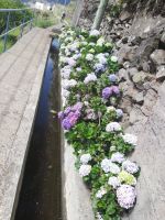 Hortensien wo das Auge reicht