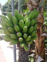 Entlang der Levada - kleine Bananenplantage