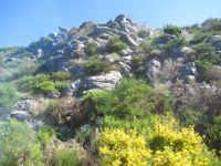 Felsen und Pflanzen - ein bunte Mischung