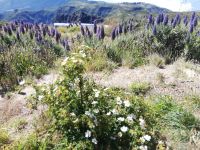 Pflanzen auf dem Weg