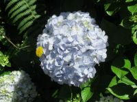 Ein kleiner Besucher in der Hortensie - Symbiose