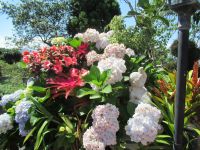 Bunt ist die Blumenwelt auf Madeira