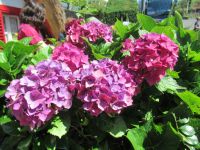 Hortensien in allen Farben