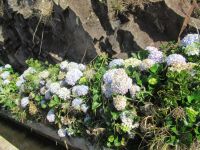 Hortensien entlang der Levada dos Marocos