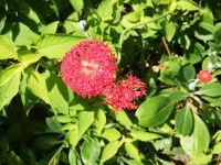 Blumen und Kräuter in Esmeralda Garten