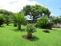 Im Botanischen Garten - Fächerpalmen