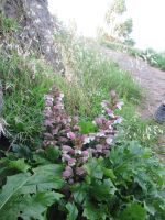 Die Blumen entlang der Levada