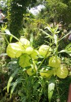 Im Esmeraldas Kräutergarten