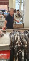 schwarzer Degenfisch in der Fischhalle