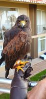 Greifvogel Besuch im Hotel