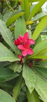rote Frangipani