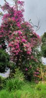 Bougainvillia im abgestorbenen Eucalyptusbaum