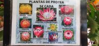 Protea Auswahl