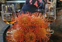 Weinprobe bei Blandy´´s und Nadelkissenprotea