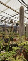 Gewächshaus in der Quinta Boa Vista