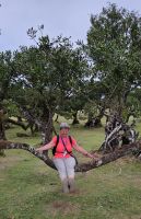 starker Lorbeerast....