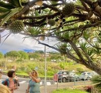 Man beachte die Früchte am Baum