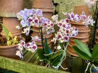 wunderbare Orchideen in Hülle und Fülle