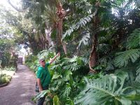 Ein prachtvolles Exemplar der Monstera deliciosa (Fensterblatt)