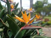 Strelitzia