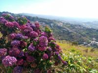 Hortensien wachsen wohl in jedem Garten