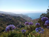 ...ebenso die Schmucklilien