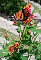 Unzählige Monarchfalter an den Blüten