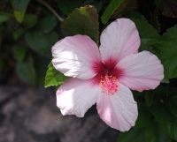 Hibiskus